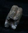 Pleistocene Upper Horse Tooth - Florida #3761-2